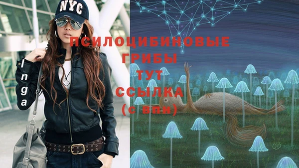 прущие грибы Инта