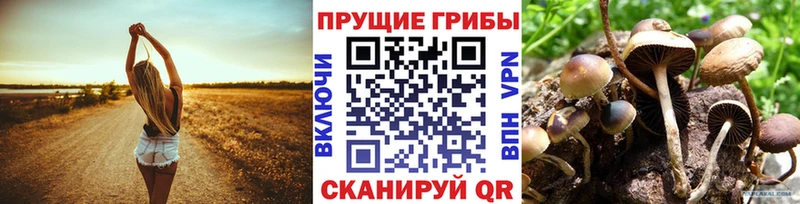 Купить  Ржев  Галлюциногенные грибы Cubensis 